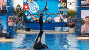 O impacto nas redes do vídeo fake de orca matando treinadora