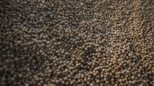 Detalhe de grãos de soja