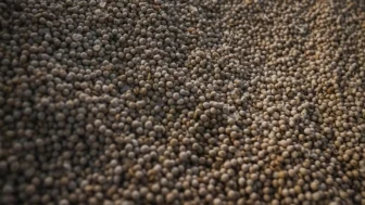 Detalhe de grãos de soja